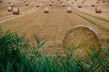 champ de blé après les moissons avec des bottes de paille en été