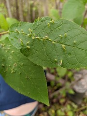 leaf with water drops