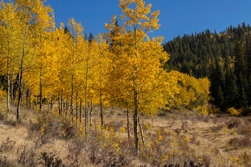 Autumn on Anne-Marie Falls Trail