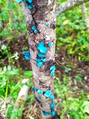Fungus infested tree