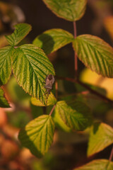 beetle on raspberry leaves