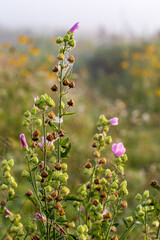Flowers of malva in the field