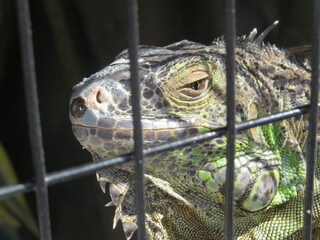 Jailed iguana on a zoo. Iguana behind bars. Close up of a green iguana.