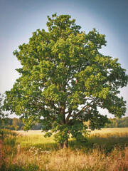 Obraz premium A lonely standing tree in a summer field