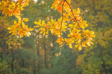 Naklejka na ściany i meble oak branch with yellow autumn leaves, leaf fall season, autumn mood, forest landscape