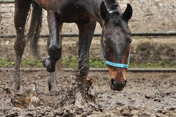 Naklejka na ściany i meble Bay horse in a blue halter splashes muddy water standing in a puddle 
