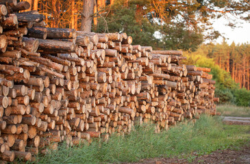 Wood logs extracted from the pine forest lie on a pile