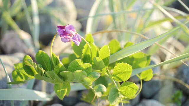 The tiny purple flower of the wild pea plant