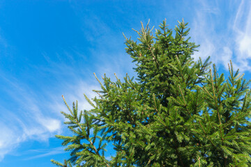 Obraz premium branches of a tree against sky