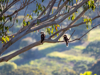 Kookaburras on a branch.