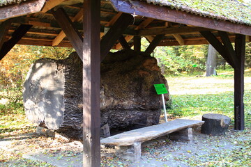 Arboretum, Bolestraszyce Park Natura Przyroda © woodyd