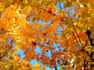 Autumn foliage on the treetops against the blue sky