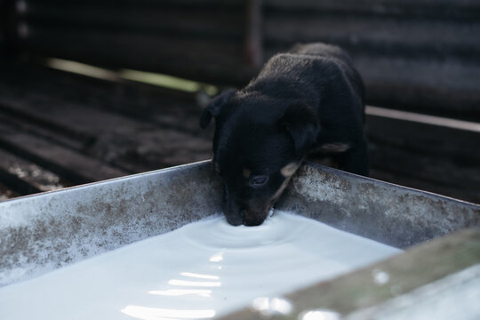 Farm puppy dog drinking milk from a trough