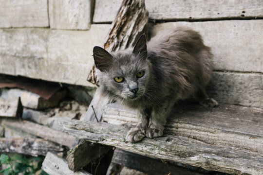 old grey cat sits on old grey wooden staircase