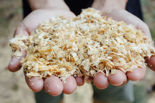 Hands holding woodchips