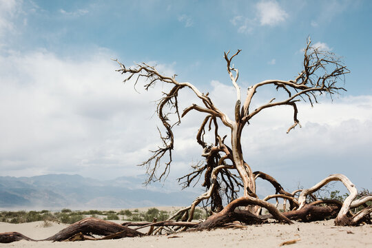 Dead tree in Death Valley