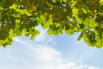 green leaves against blue sky