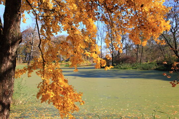 Medyka Jesień Barwy Jesieni, Liście Drzewa, Natura, Park Staw, Roślinność © woodyd