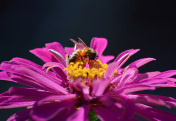 Honeybee pollinating a bright pink Zinnia flower with a black background 