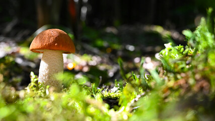 Red cap mushroom in the forest