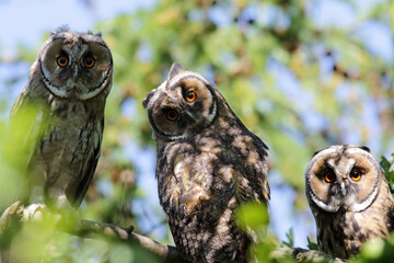 Long-eared owl family, up in a tree