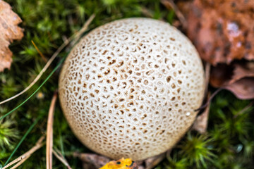 Mushroom in the moss