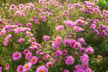 field of pink and yellow flowers