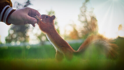 Red squirrel takes a nut from his hand
