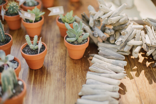 Botanical succulent cactus mini plants in terra cotta planters as wedding favors