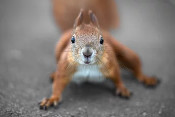 Deurstickers Snuit van eekhoorns close-up. Onscherp beeld. © maykal