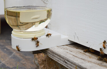 Worker bees on a sugar water feeder outside of a beehive. 