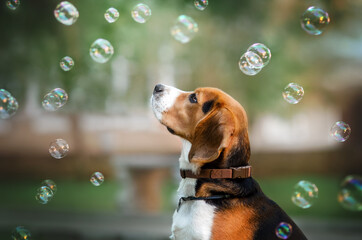 beagle dog lovely portrait with bubbles pet magic light
