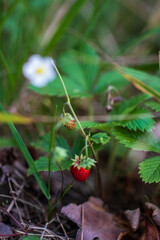 Wild strawberry in the forest