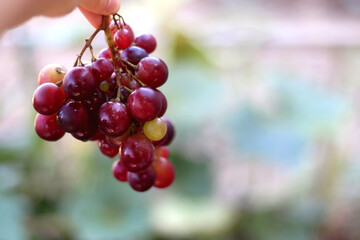 Hand holding picked red grapes in a garden. Selective focus.