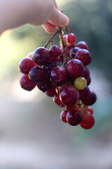 Hand holding picked red grapes in a garden. Selective focus.