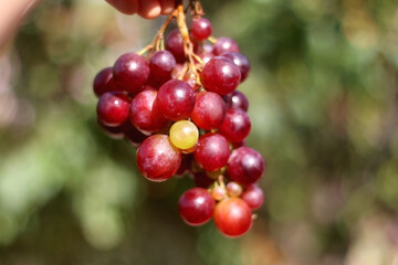 Hand holding picked red grapes in a garden. Selective focus.