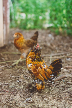 Bantam