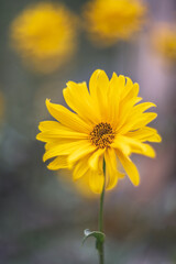 yellow flower vintage lens rendering