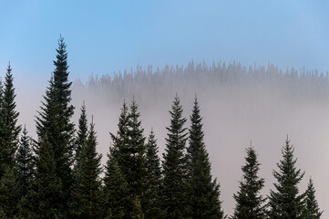 Foggy mountain landscape with fir forest