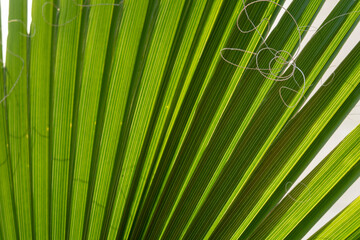 Palm leaf close up. Selective focus. Go green background.