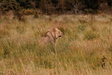 Fototapeta premium Lion