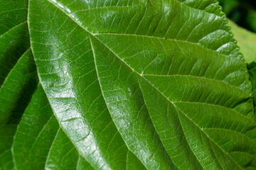 View of a large shiny green tree leaf.