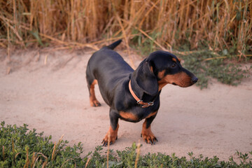 Black dog of the breed of a dachshund stands on the road in a field