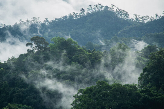 Fog Mountain