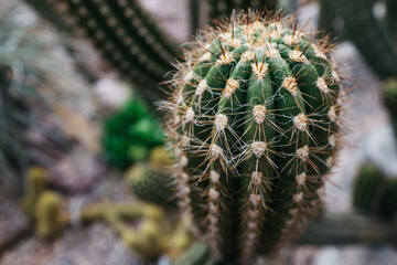cactus indoors green house