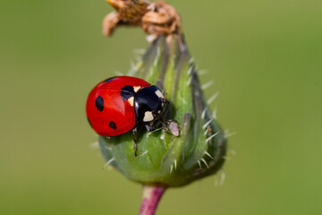 Macro of ladybug (Adalia bipunctata) eating aphids on stem