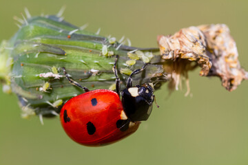 Macro of ladybug (Adalia bipunctata) eating aphids on stem © mehmetkrc