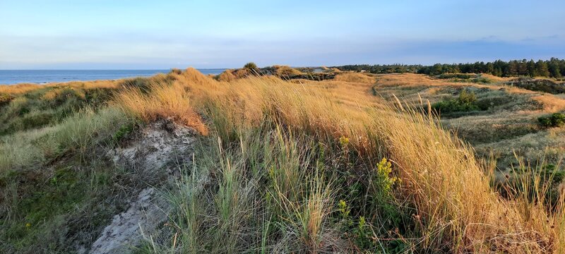 D&auml;nemark Strand, D&uuml;nen