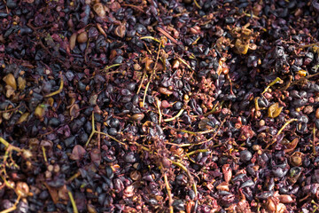 Winepress with red must and helical screw. Production of traditional Italian wines, crushing of grapes.