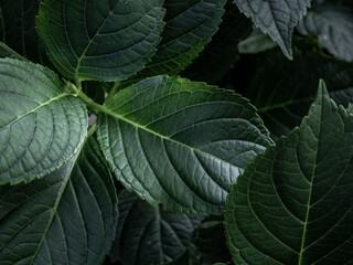 Close up of hydrangea (hydrangea macrophylla) leaf. Floral banner. Dark photography